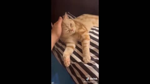 Cat funny moments video USA 🤣😂🤣😂