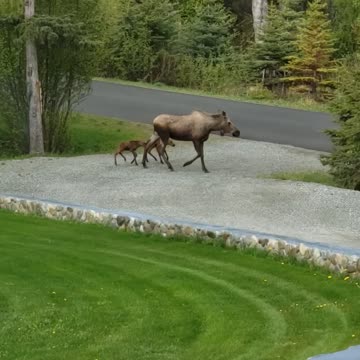 Alaska moose and babies