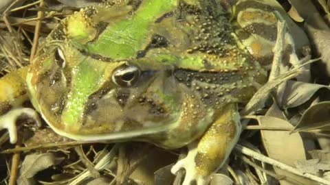 Frogs videos footage stock