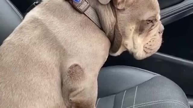 Funny dog tells about vet visit