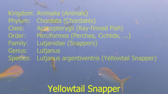 Yellowtail Snapper