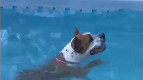 Doggy Wants to Swim!!