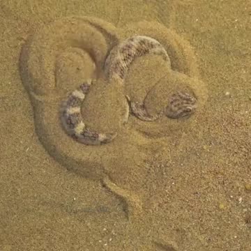 A Viper Buries Itself To Ambush It's Prey