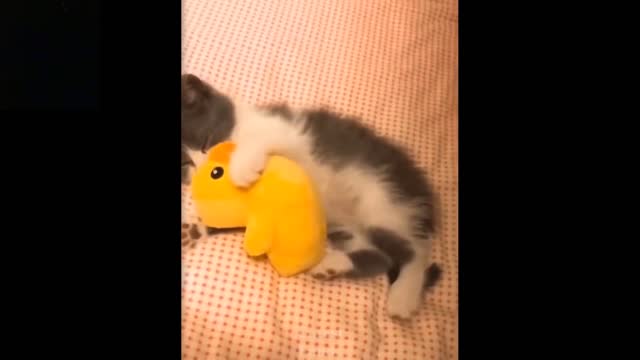 Funny and Cute Cat's LifeCats and Owners #1