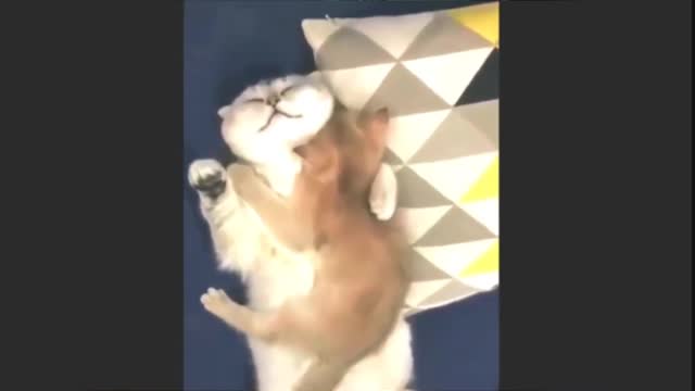 cute and beautiful cat with funny events