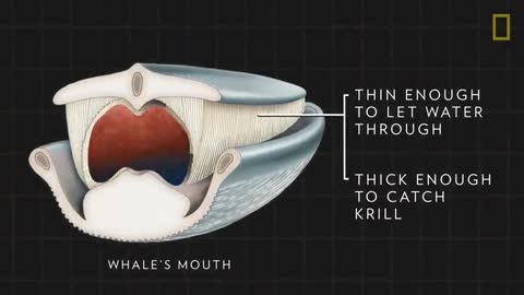 Blue whales 101 National Geography TV