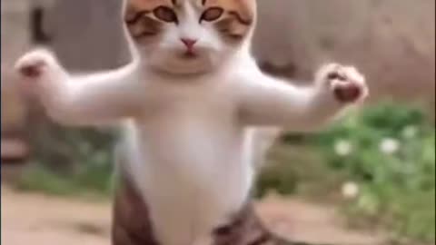 Cat dancing