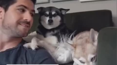 Best Funny Cute Dog Videos