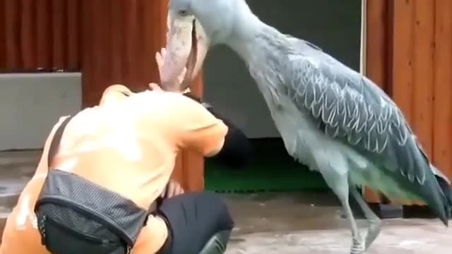 Big birds knocking in your head