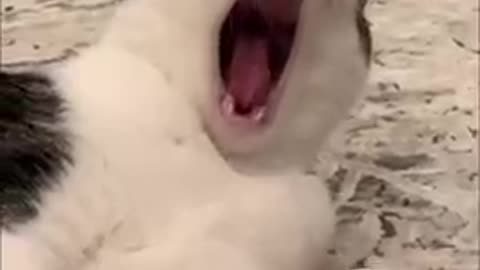 Funny cat video