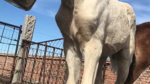 A small foal getting fed