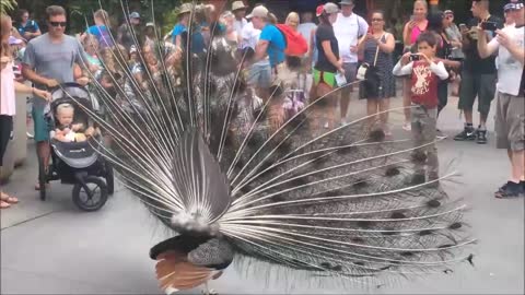 Peacock Dance and Opening Features!