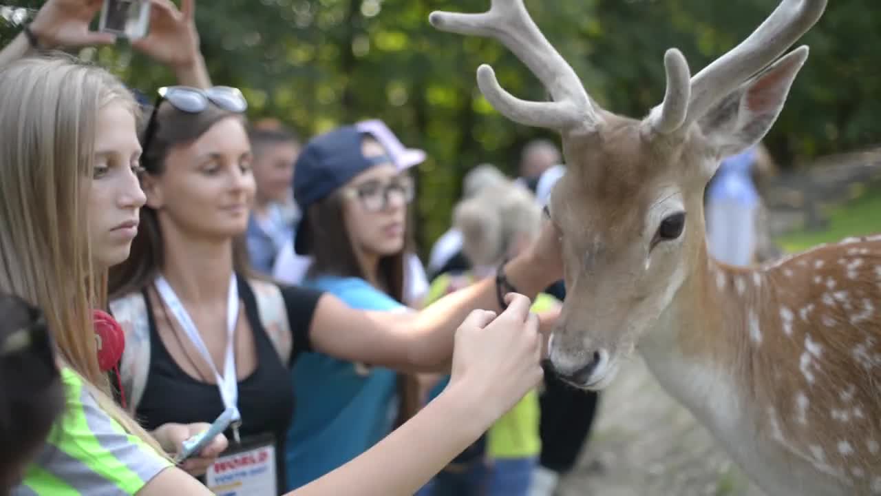 Visitors fed A Herd Of Dappled Deer at the Zoo