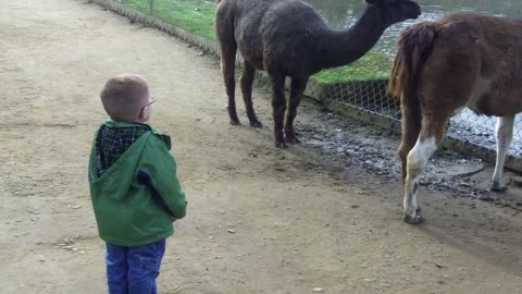 Kid meets a lama at the zoo and the lama has a surprise for him!