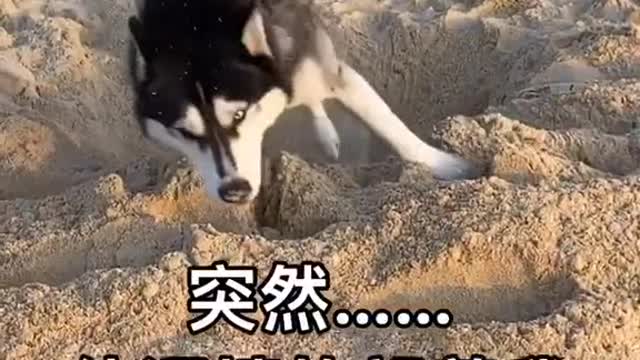Funny Pet 2021 It's time to LAUGH with Dog's lifes52