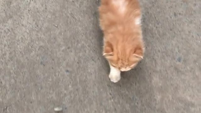 kitten chasing me