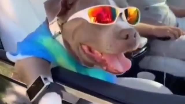 Swagger Dog funny video