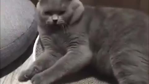 cats are afraid of kitchen knives