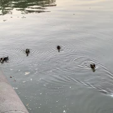 Flotilla of Ducklings