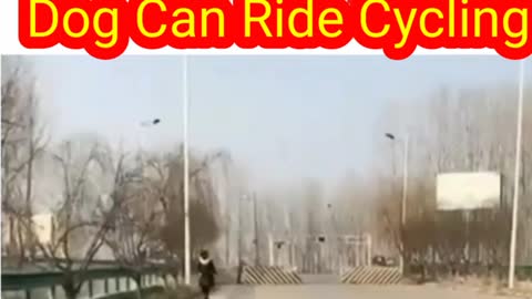 Dog Ride cycling bicycle