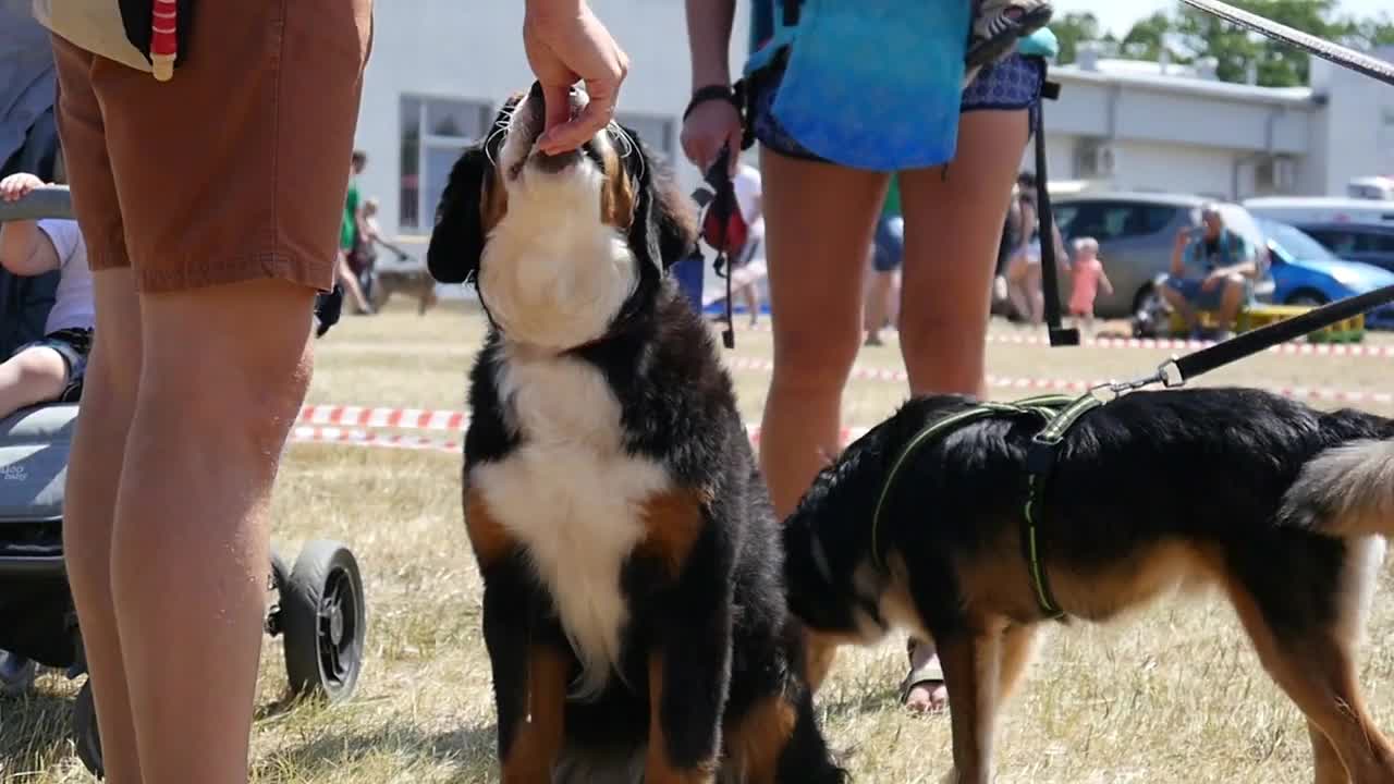 Dogs play and walk with Owners on a Dog's Festival on a Summer Day