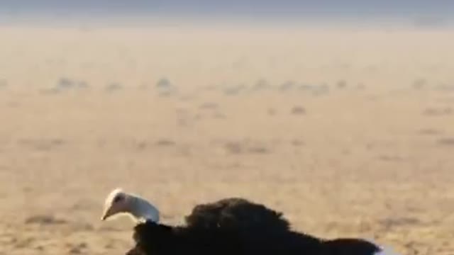 Simp level: ostrich