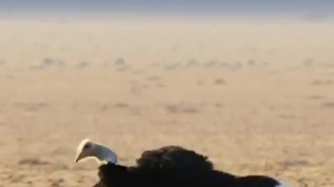 Simp level: ostrich