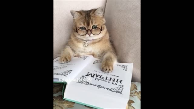 learning cat