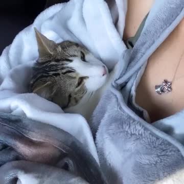 The cat does not want to play just sleep