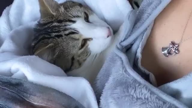 The cat does not want to play just sleep