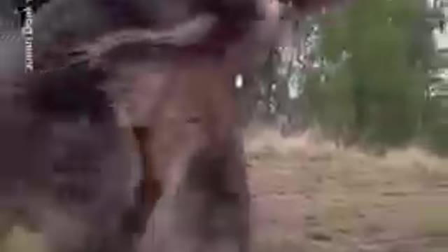 Kangaroo tussle has an unexpected conclusion | USA TODAY #Shorts