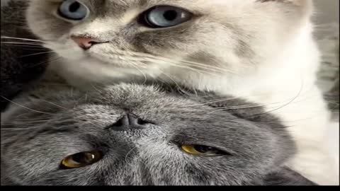 funny cat videos🤣🤣🤣