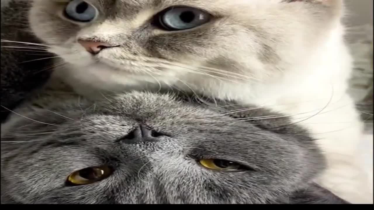 funny cat videos🤣🤣🤣