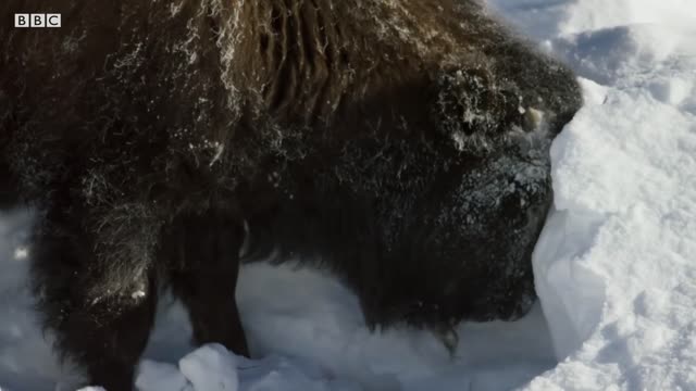 Fox Dives Head First in to Snow | Planet Earth II | BBC Earth