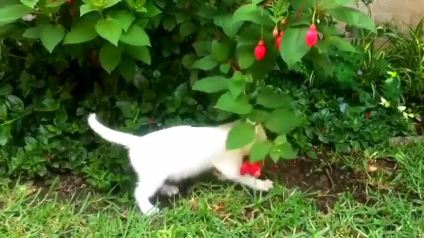 kitty doing fun