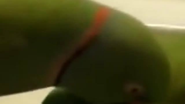 Parrot riding a bicycle and two carob kissing each other