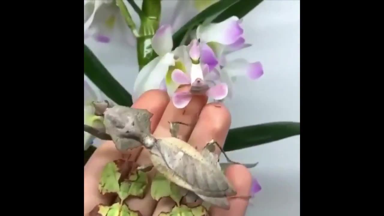 Cute baby animals Videos Compilation cute moment of the animals - Cutest Animals #6