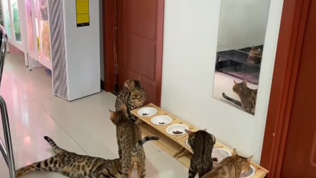 When night falls, the little cat looks very energetic
