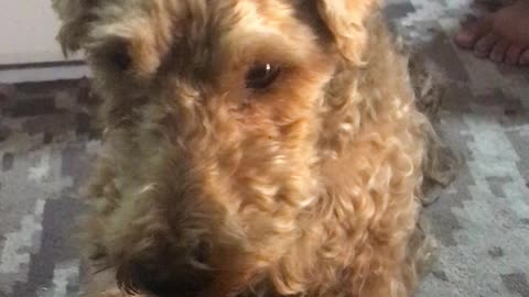 Sliding Oscar the Welsh Terrier Adorably Slips a Treat in Tonight