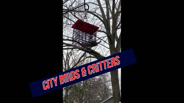 Okie Backyard Birds 2