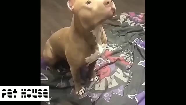 New Pitbull funny videos