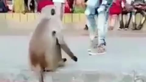 Funny animals