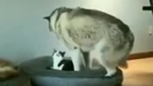 Funny cat dog animals videos 33