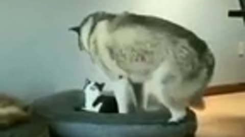 Funny cat dog animals videos 33