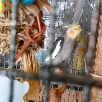 My cockateil getting shower in 42°C