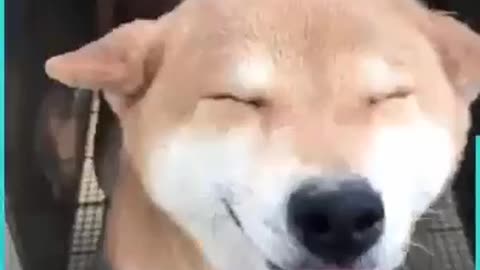 Cute Dog Loves Its Chin Scratched