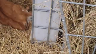 Baby cows at the milkshake farm #3