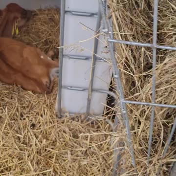 Baby cows at the milkshake farm #3