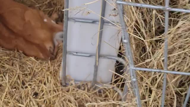 Baby cows at the milkshake farm #3