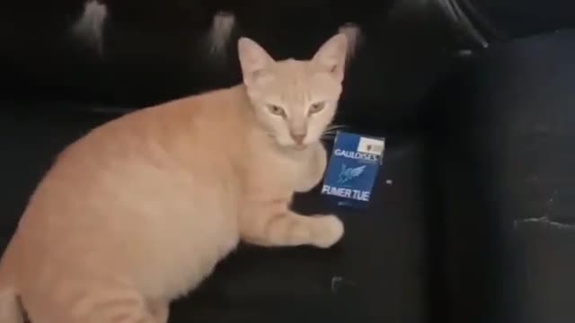 Cats love cigarettes and coffee